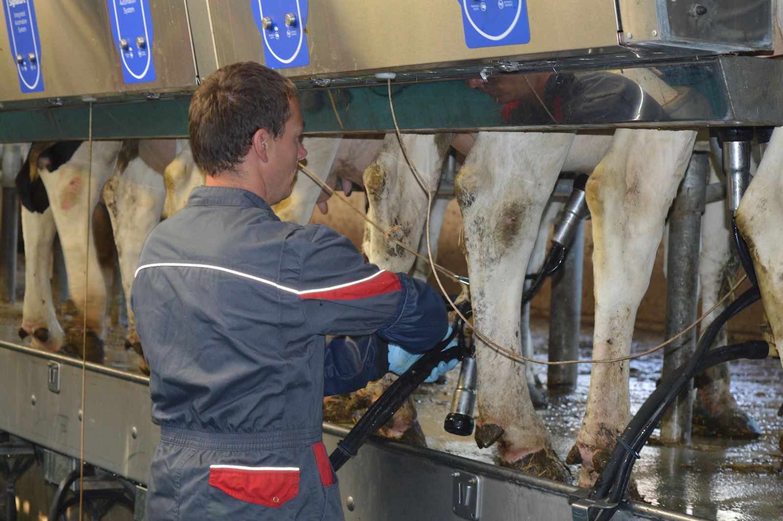 image d'un producteur dans la salle de traite'